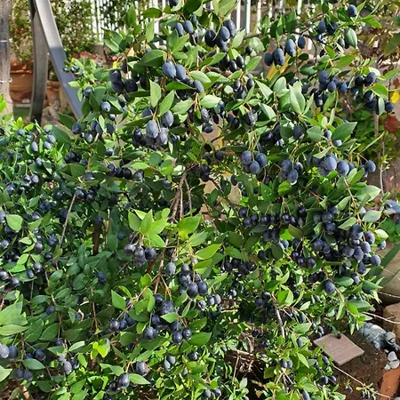 Da Nuccia Bed & Breakfast Villasimius