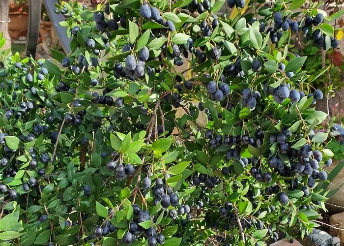 Da Nuccia Bed & Breakfast Villasimius